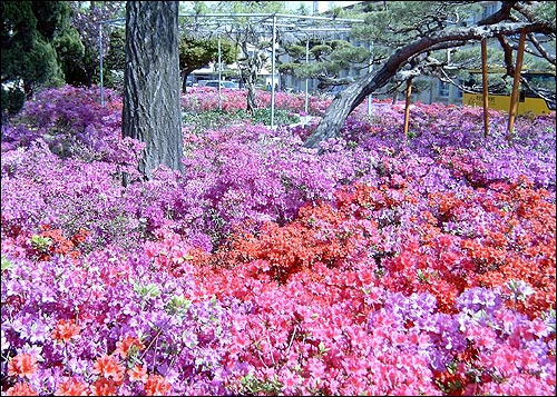 서산초등학교 꽃밭에 만개한 영산홍 